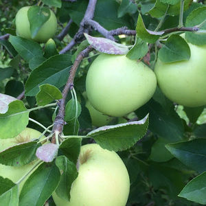 Meet your Posher, Reza